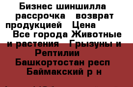 Бизнес шиншилла, рассрочка - возврат продукцией › Цена ­ 4 500 - Все города Животные и растения » Грызуны и Рептилии   . Башкортостан респ.,Баймакский р-н